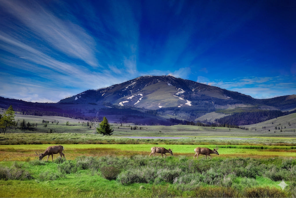 Bunsen Point Majesty  Yellowstone National Park Metal Print